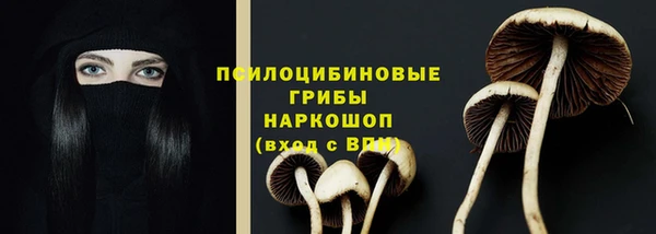 прущие грибы Беломорск